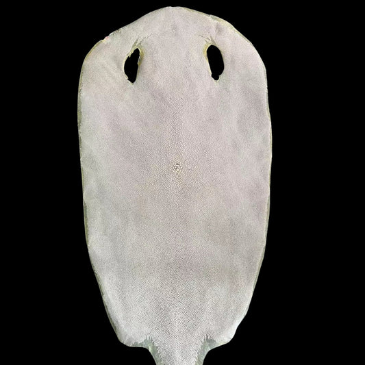 Fully Wrapped Rayskin for Samurai Sword Handle | KatanaSwordArt Handle For Sale 2025